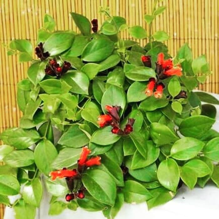 Tanaman Hias Gantung Lipstik Bunga Merah Aeschynanthus Radicans Shopee Indonesia