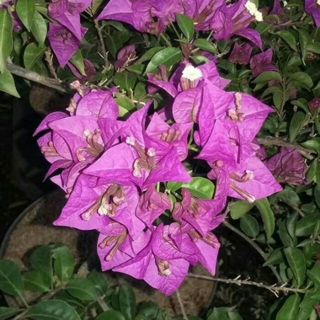 Tanaman Bougenville Ungu