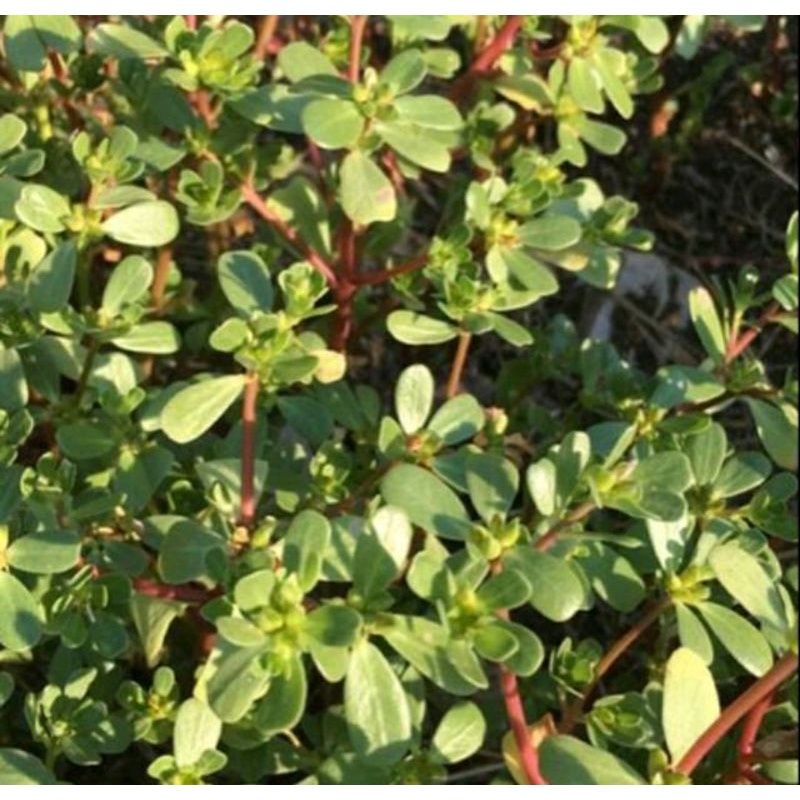 

Daun krokot segar 500 gram