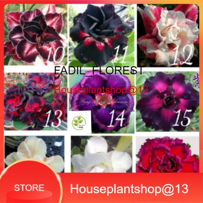 Bibit Adenium Kamboja Jepang tumpuk tanaman hias Adenium nomor 1/27 -HPS@13 SEED_AGLONEMA