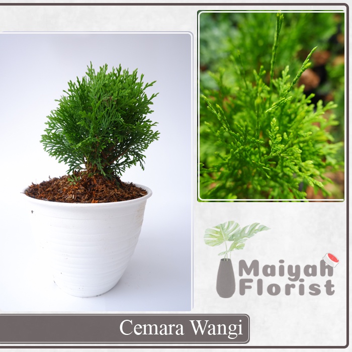 Cemara Wangi - Tanaman Hias - Bahan Bonsai