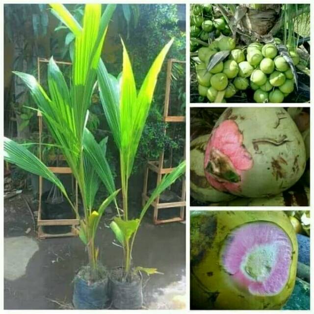 

Bibit Tanaman Kelapa Ijo Hibrida Kelapa Obat - Activ Wisata Agrotani