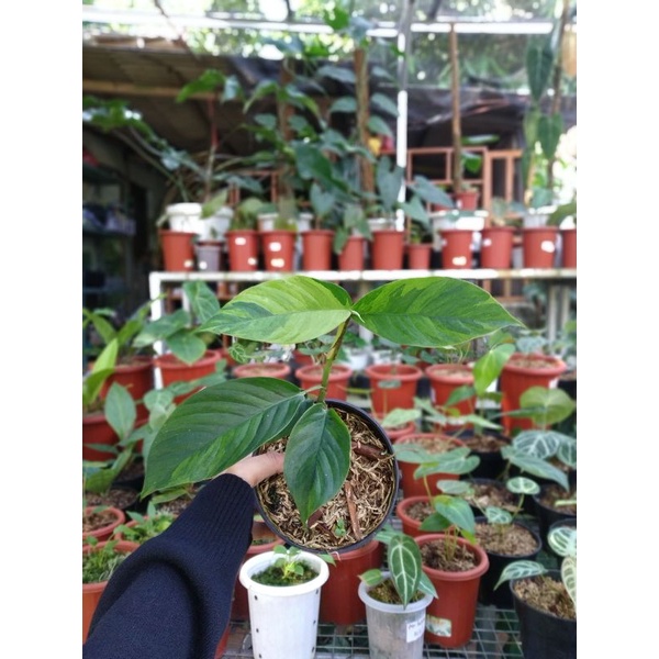 Tanaman hias - foraminifera varigata