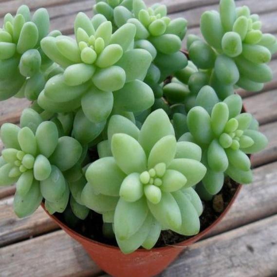 WBS ✅COD Tanaman hias bunga gantung kaktus donkey's tail