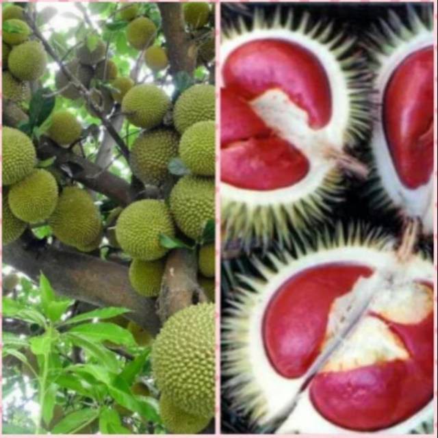 Bibit durian merah