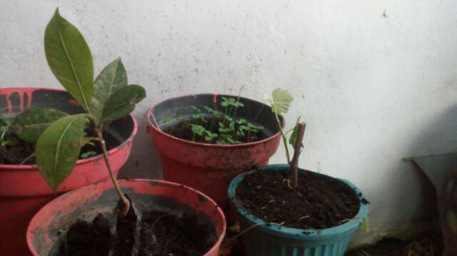 #! Bibit Buah Manggis Okulasi - Cepat Berbuah A1