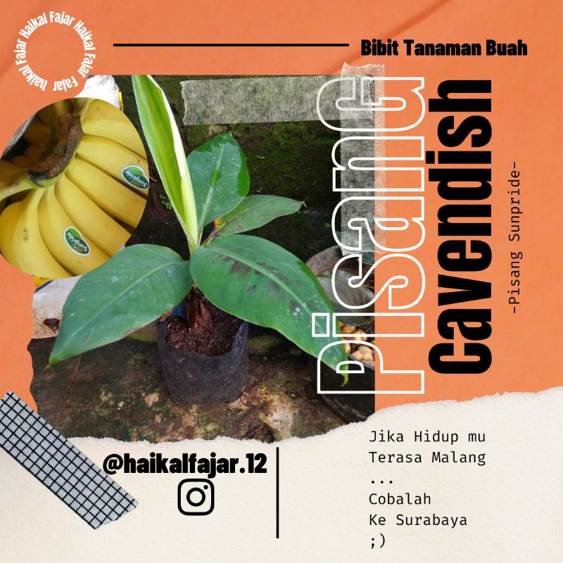 Pisang Cavendish - Pisang Sunpride - Bibit Pisang Cavendish / Bibit Pisang Sunpride