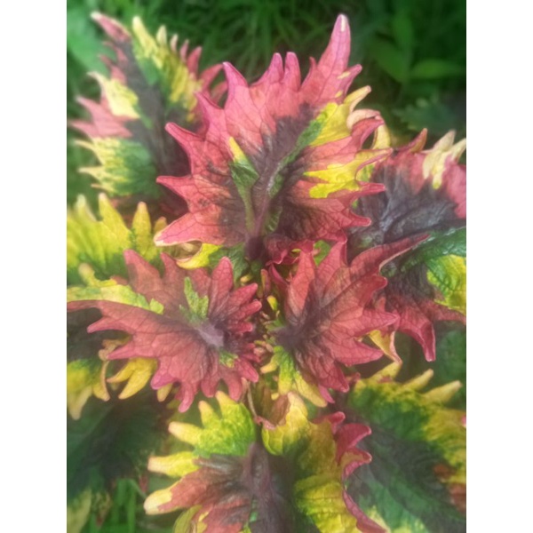 #miana premium rainbow