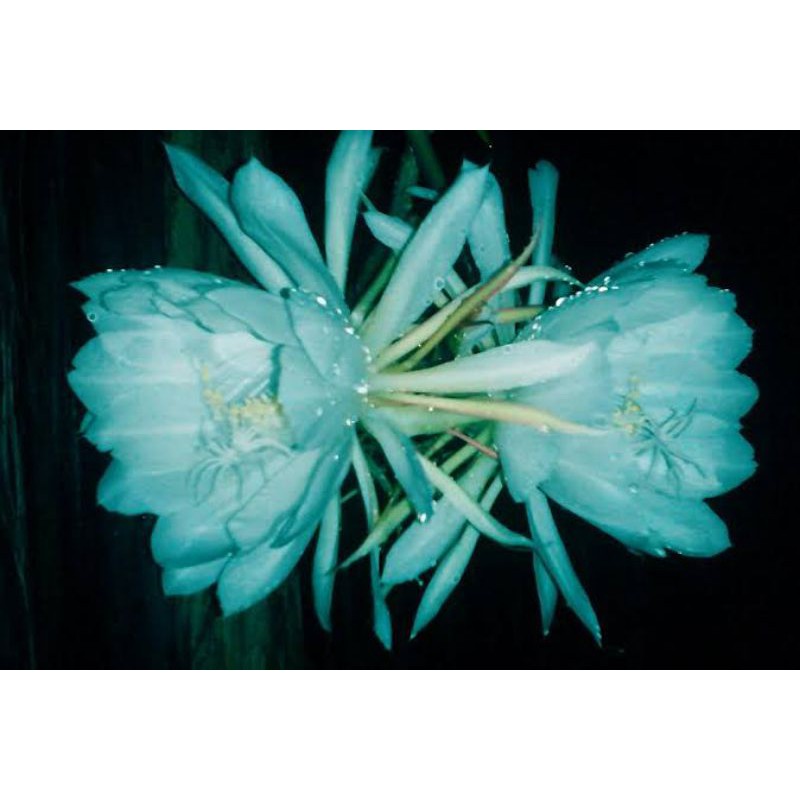 tanaman hias bibit bunga Wijaya Kusuma biru