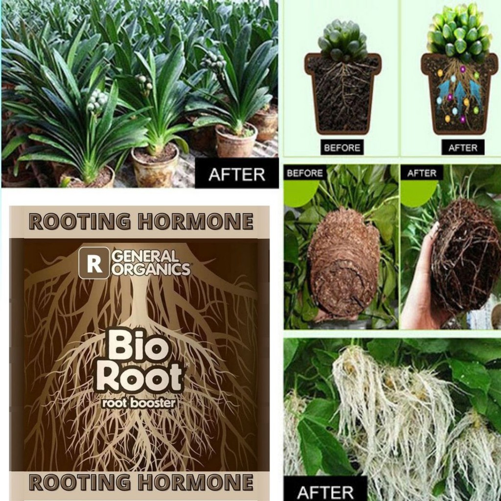 Pupuk Akar BIOROOT Bibit Tanaman Bunga Buah Stek Cangkok FEZONE
