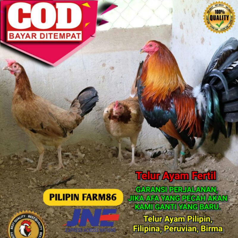 Jual TELUR AYAM PILIPIN PHILIPINA F1 IMPORT FERTIL BUKAN TELUR AYAM