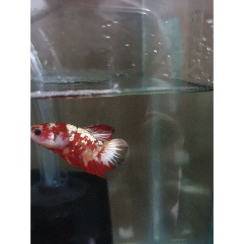 Cupang Nemo Copper, yellow koi galaxy