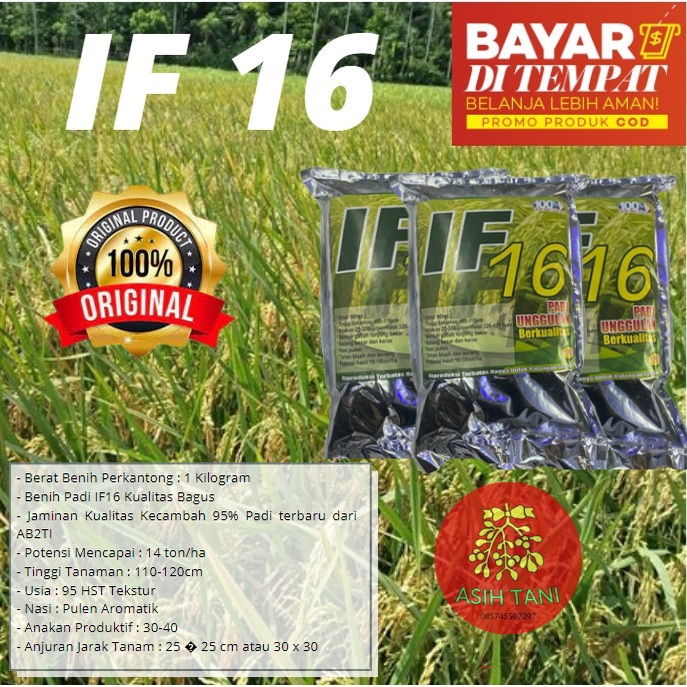 Benih Padi IF 16 Bibit Padi IF 16 AB2TI 1kg