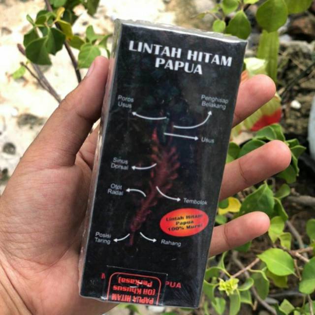 Lintah hitam papua