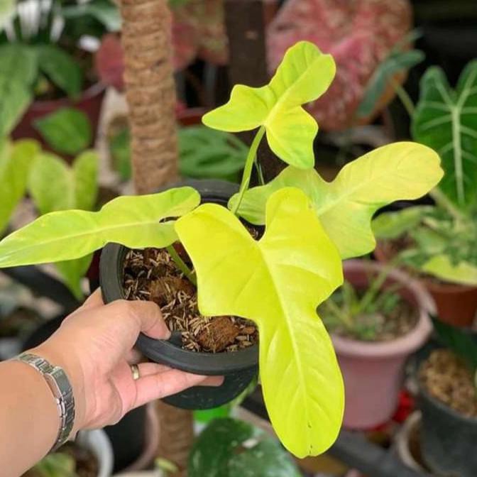 Philodendron Violin Golden / Bippenifolium Golden / Philo Violin Golden