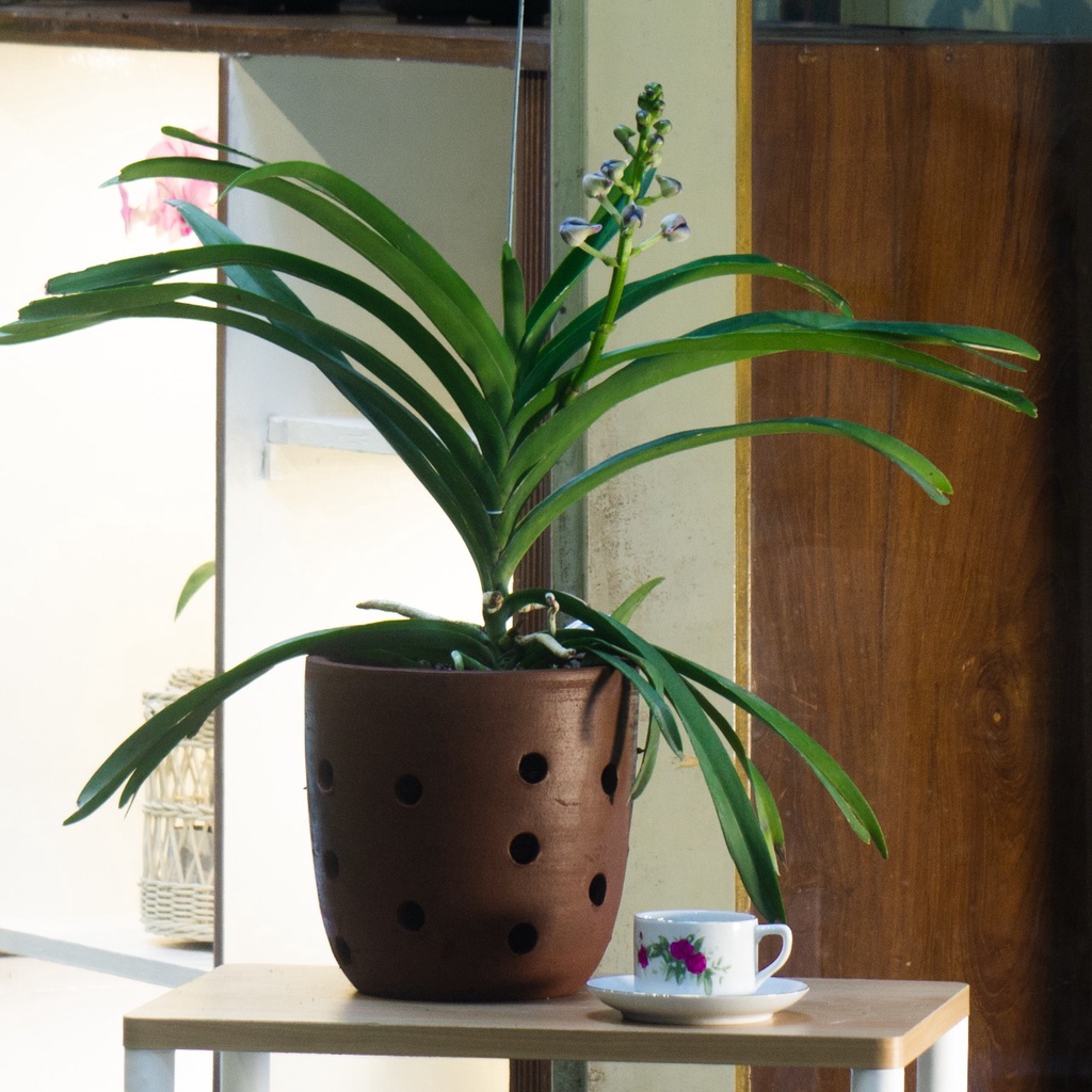 Anggrek Vanda-Vanda Srimahappo X Sasicha-Vanda Pot Tanah