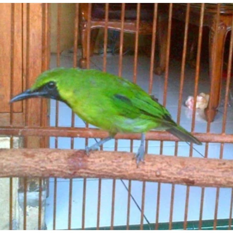 cucak ijo mini jantan