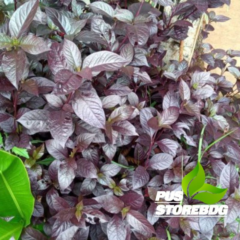 

Jual daun ungu/daun handelem 200 grm
