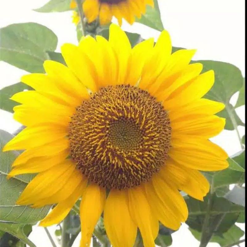 Tanaman hias bunga matahari bibit tanaman bunga matahari segar