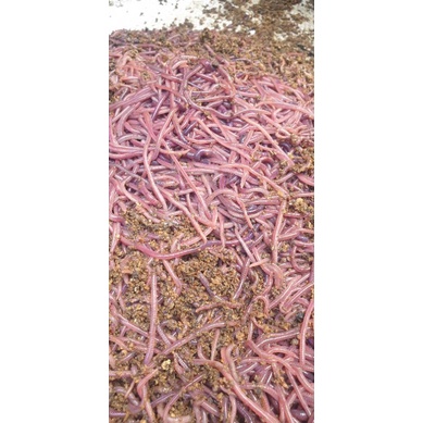 Cacing lumbricus(anc) 1kg