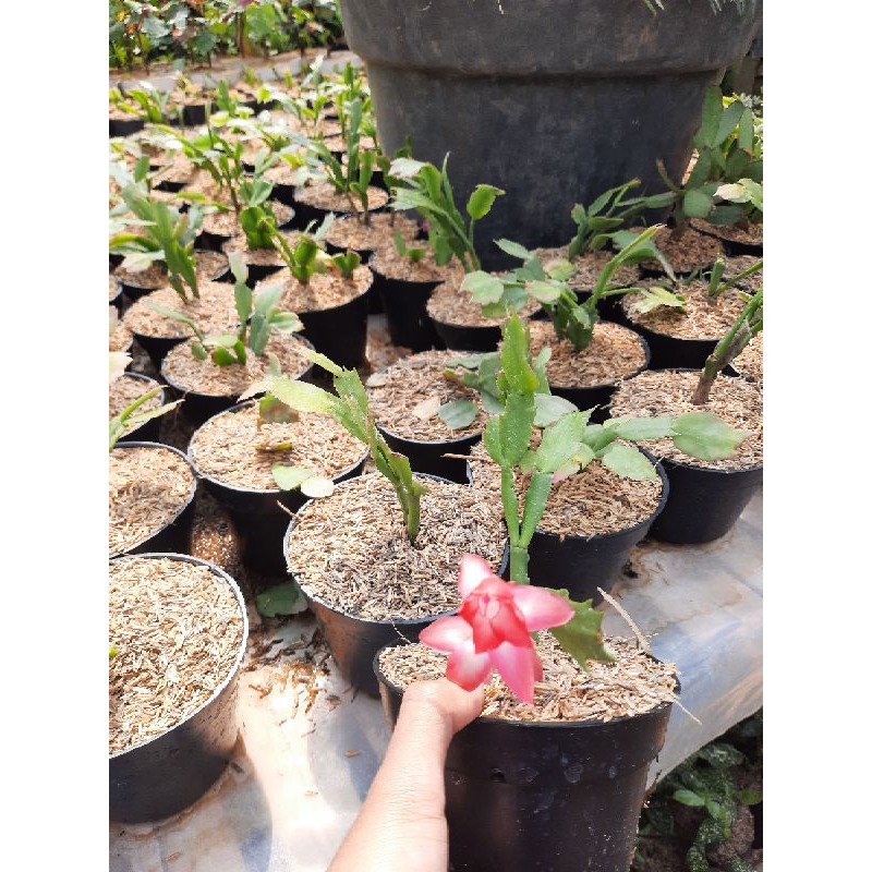 TANAMAN HIAS WIJAYA KUSUMA/WIJAYA KUSUMA KEPITING/WIJAYA KUSUMA MERAH