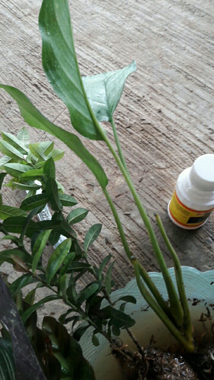 Tanaman Indoor Chalatea Leopardina