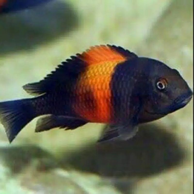 Tropheus Bemba Flame Jumbo Sp Black Pempa