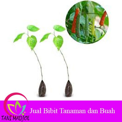 Bibit Tanaman Cabe Jawa ( Cabe Obat )