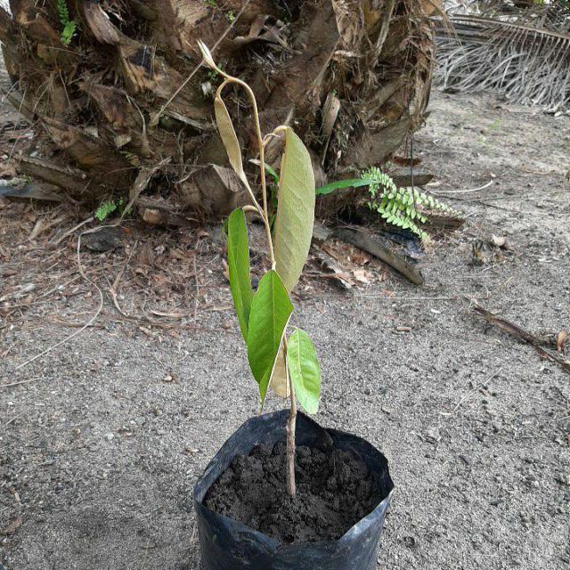 Bibit Durian Merah Unggul/bibit Durian/bibit Durian Merah Murah