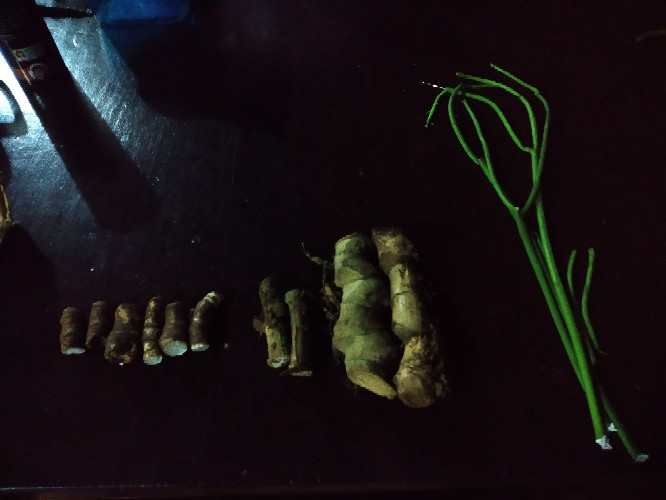 Patah Tulang Obat Herbal