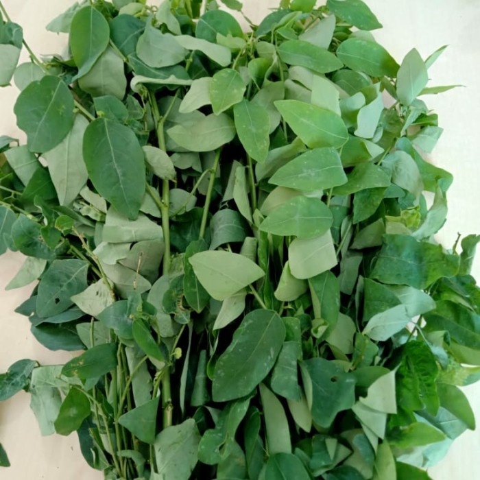 

DAUN KATUK