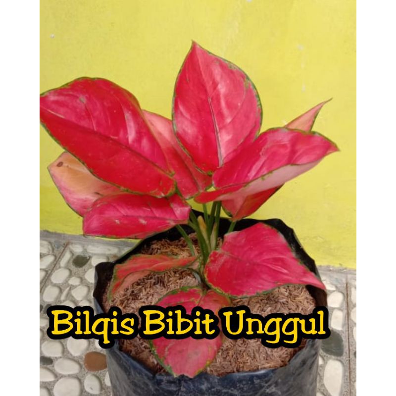 bunga aglonema red anjemani super_bunga aglonema red anjamani super