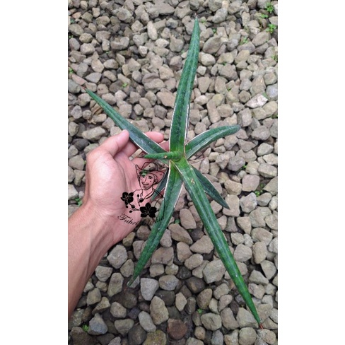FahriOrchid - Sansivera patens cv giant stek daun