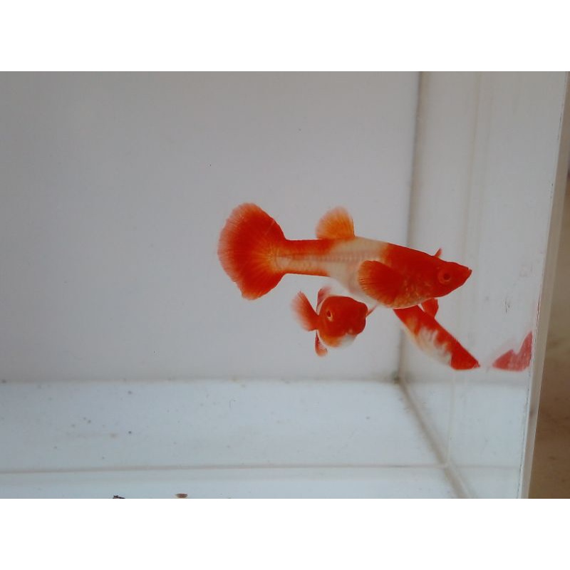 ALBINO KOI GEN KING RED EAR