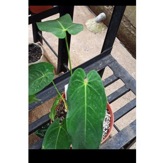 anthurium ciri orang velvet