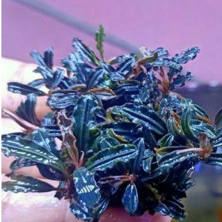 buce mini phantom media batu