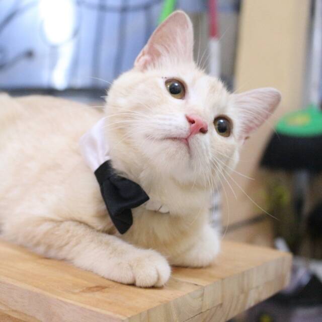 Dasi kupu-kupu black half bowtie untuk kucing dan anjing / baju kucing termurah se indonesia