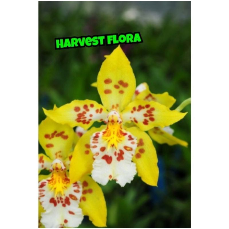 Tanaman hias anggrek tanah yellow Tiger besar - tanaman hidup - bunga hidup - tanaman siap berbunga - tanaman indoor outdoor