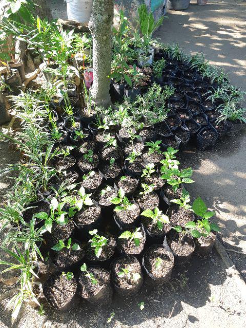 Paket 2pcs Nampan Alas Tray + 2pcs Tray Semai 200 Lubang