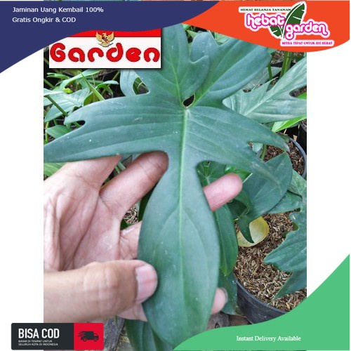 philodendron florida beauty red steam - philo kuku bima hijau