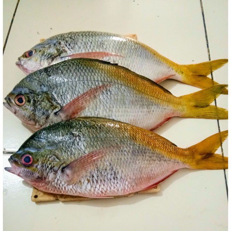 

Ikan Ekor Kuning / Ikan segar / ikan fresh