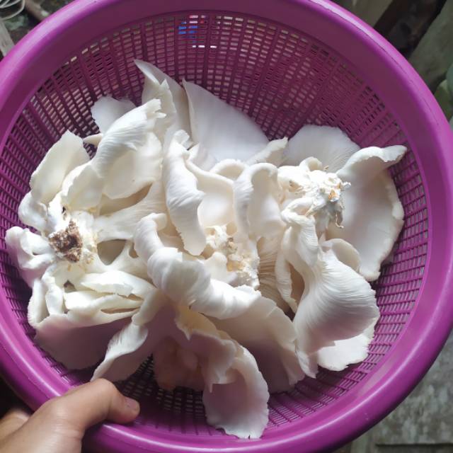 

Jamur tiram segar 500 gram