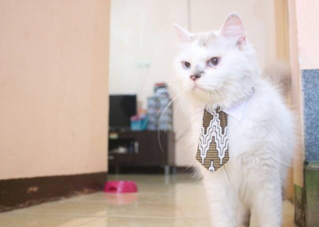 Dasi panjang untuk kucing dan anjing / aksesoris hewan lucu / long tie for cat size adult kitten