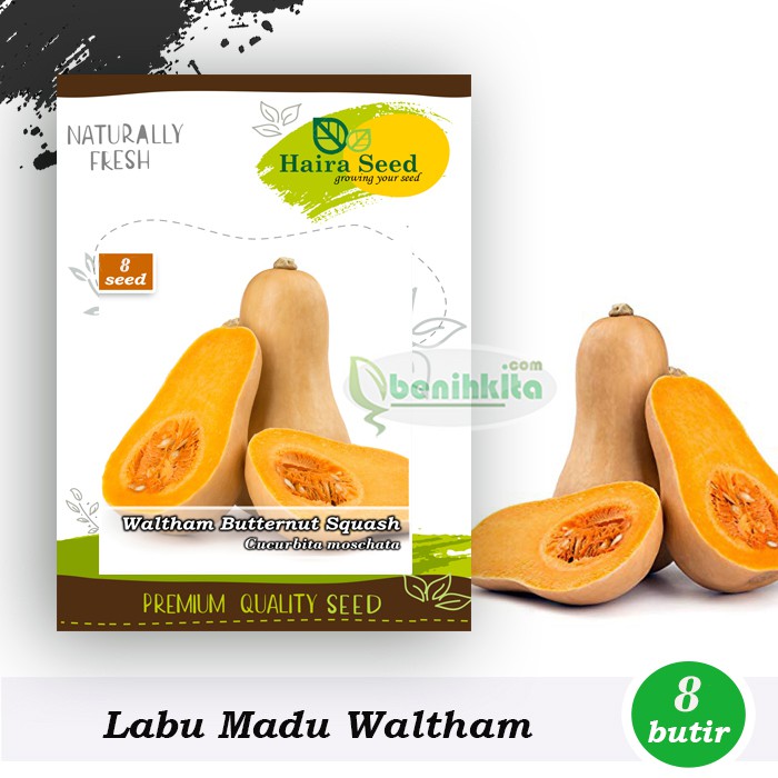 Benih-Bibit Labu Madu Winter Waltham (Haira Seed)