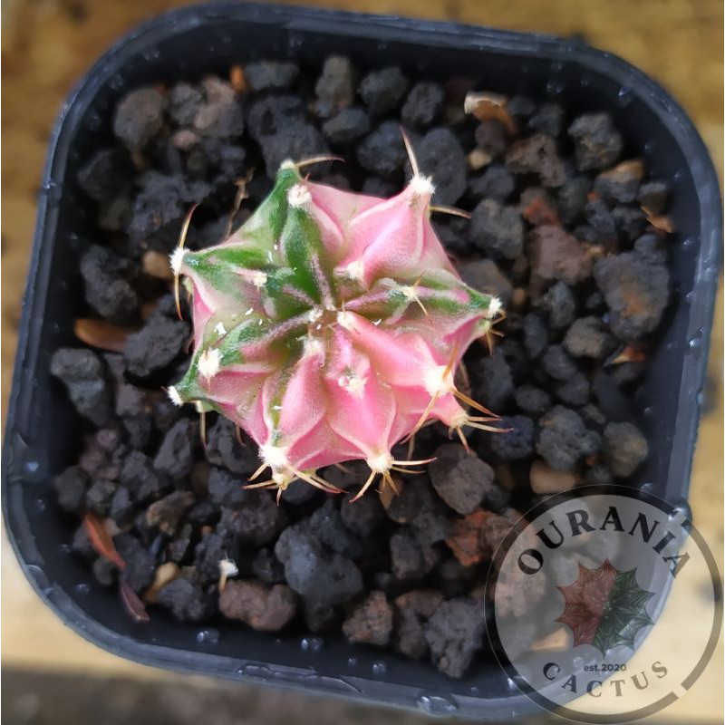 Kaktus Gymnocalycium Mihanovichi Starfire