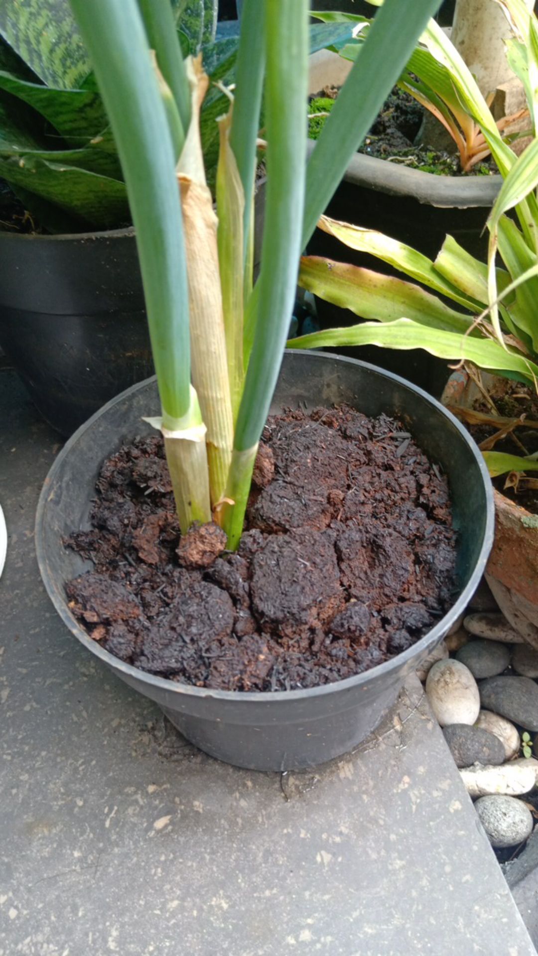 Tatakan Alas Untuk Pot Diameter Bp 40-60 Cm Hitam