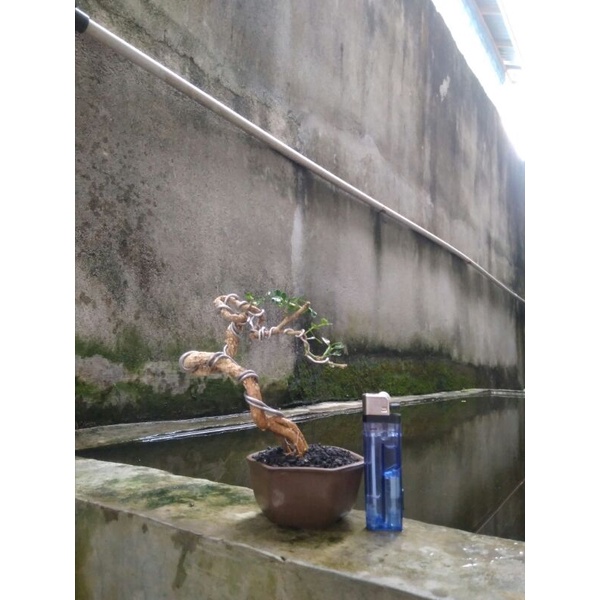 Bonsai Kawista Batu Mame