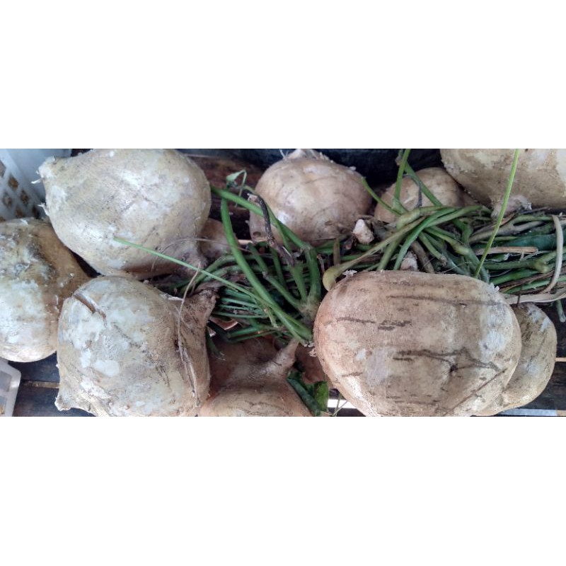 

Buah segar bengkoang bengkuang