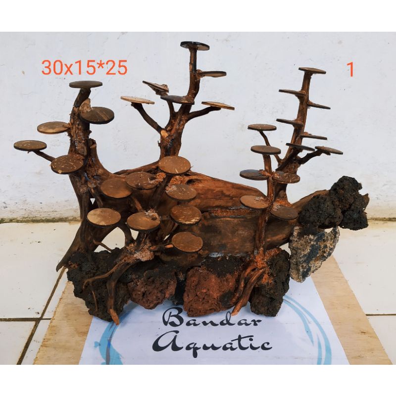 Bonsai Aquascape / Bonsai beringin 30 cm / Bonsai beringin 40 cm / Bonsai / Bonsai Aquascape beringi
