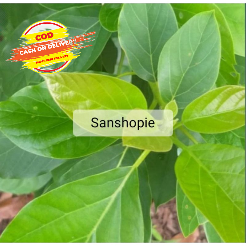 

Daun alpukat muda segar 500 gram